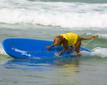 Surf Dog - Riding the Rail