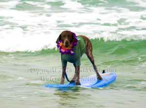 Surfing German Pointer