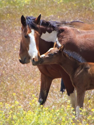 Wild Mustang Mare & Foal