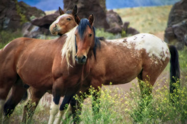 Colorful Mustang Horses