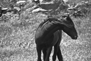 Black Wild Mustang