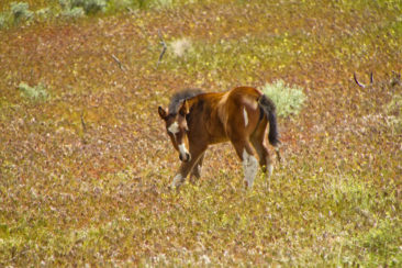 Baby Mustang Foal