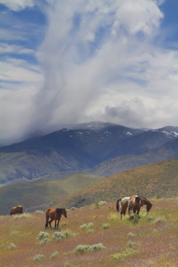 Wild Mustang Herd near Carson City, Nevada