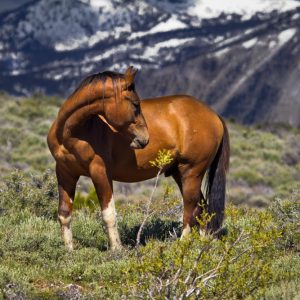 Beautiful Wild Mustang Horse