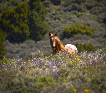 Appaloosa Mustang Horse