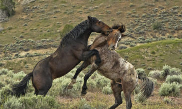 Wild Mustang Stallions Fighting