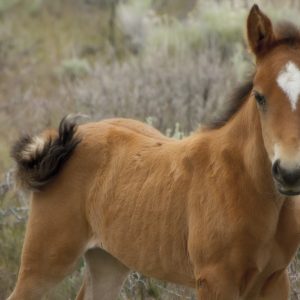 Cute Mustang Foal