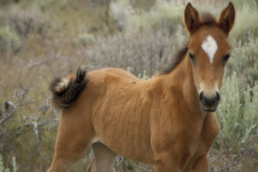 Cute Mustang Foal