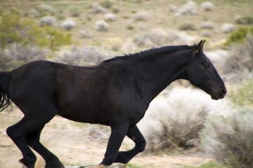 Black Mustang Stallion running like the wind.