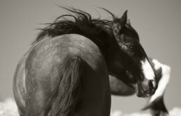 Black and white of a wild black stallion