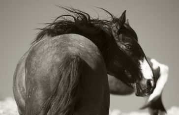 Black and white of a wild black stallion