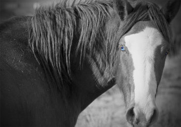 Blue Eye Mustang Horse