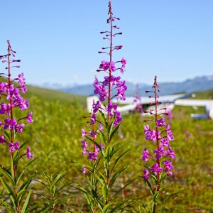 Pink flowers on grass landing strip in Alaska
