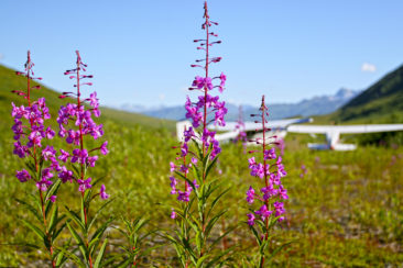 Pink flowers on grass landing strip in Alaska