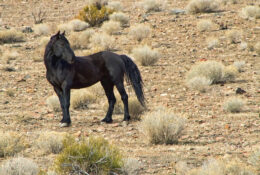 Wild Black Mustang Stallion
