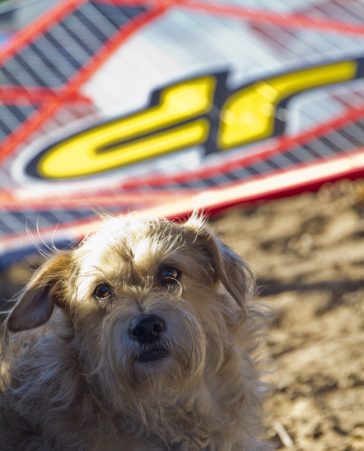 Cute dog at a windsurf contest in Maui