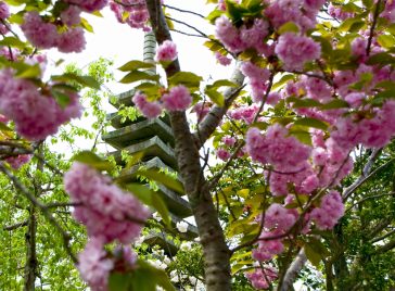 Cherry Blossoms near a templein Kyoto Japan