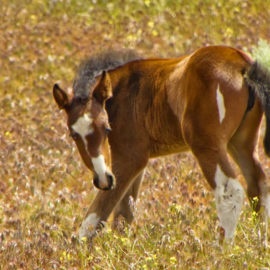 Baby Mustang Foal