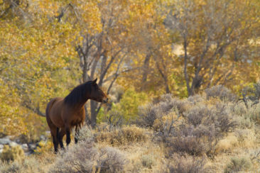 Brown Wild Mustang Horse among fall colors