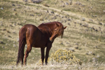 A proud red Mustang Stallion grooms himself.