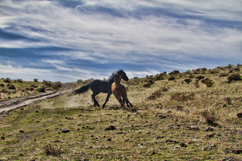 Wild Mustang Stallion Photos | Images of Wild Mustang Stallions