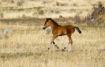 Cute wild Bay foal galloping across a field