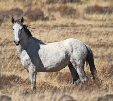 A wild white Mustang horse stands proud in Nevada.