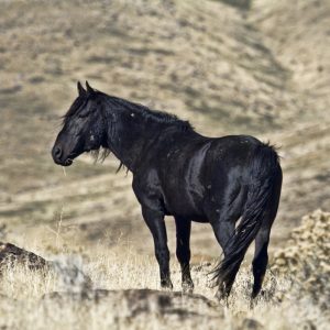 A lone wild black Mustang stallion in Nevada.