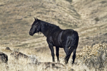 A lone wild black Mustang stallion in Nevada.