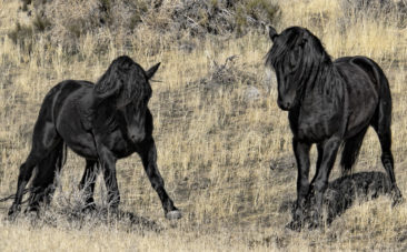 Two Wild Black Mustang Stallions Fighting