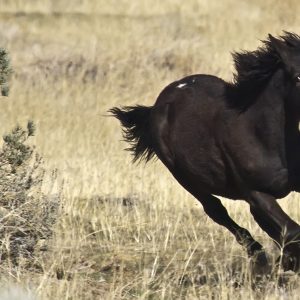 Black Mustang foal running