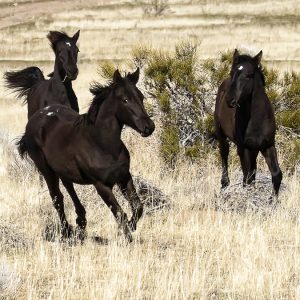3 young wild black Mustang horses