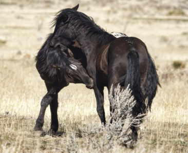 Young wild Mustangs sparring.