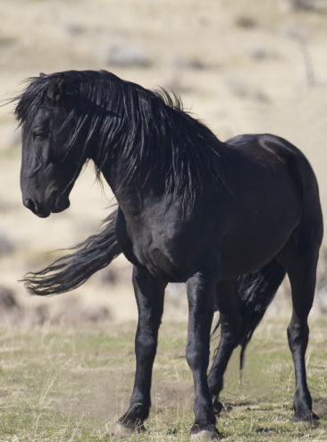 Beautiful black Mustang Stallion