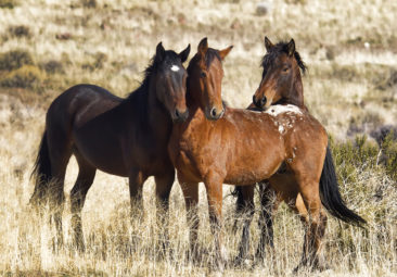 3 young wild Mustang stallions in Nevada