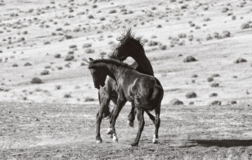 Black & White photo of 2 wild Mustangs sparring.