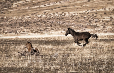 Young black foal runs by his brother.