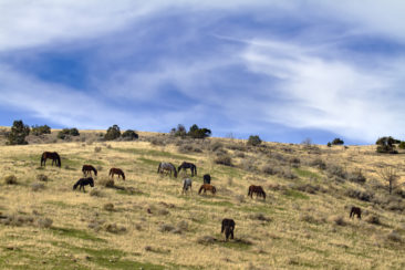 Mustang herd on a hillside in the Nevada wilderness.