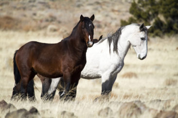 A pair of wild Mustangs in Nevada.