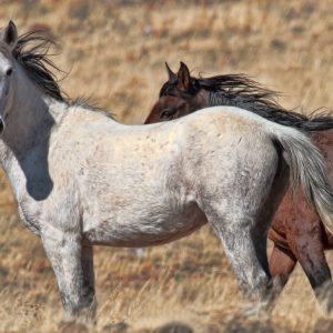 Wild Mustang horses photo