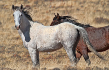 Wild Mustang horses photo