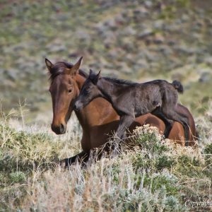 Newborn wild foal and mare