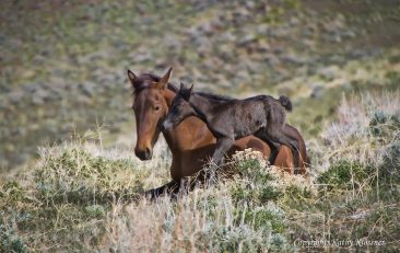 Newborn wild foal and mare