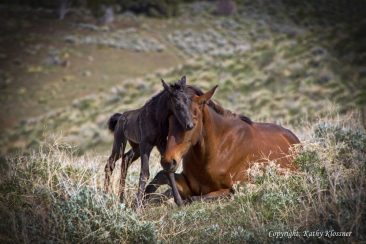 Wild black new born foal and mare