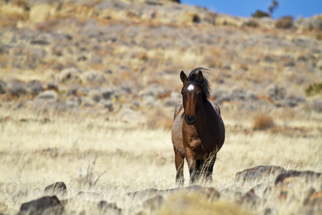 Wild Mustang Horse Photos | Images of Wild Mustang Horses