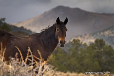 Brown and proud wild Mustang stallion