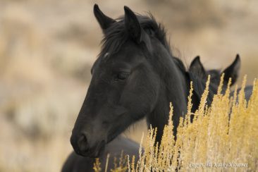 Beautiful Black Wild Foal