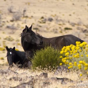 Two wild black horses among yellow flowers