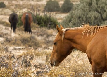 Wild Palamino Horse