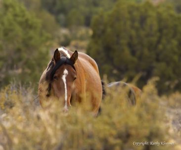 Wild Paint Mustang Mare in the weeds